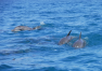 Zanzibar: Prohlídka ostrova – Dolphin Tour Kizimkazi