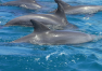 Zanzibar: Prohlídka ostrova – Dolphin Tour Kizimkazi