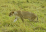 Keňa: Safari – Masai Mara National Reserve