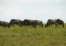 Keňa: Safari – Masai Mara National Reserve