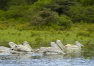 Keňa: Safari – Lake Naivasha