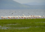 Keňa: Safari – Lake Nakuru
