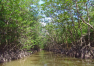 Vietnam: Cần Giờ – Mangrove Biosphere Reserve