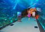 Dubaj: Dubai Mall – Aquarium & Underwater ZOO