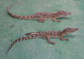 Kuba: Výlet na krokodýlí farmu v Zátoce sviní