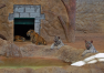 Abu Dhabi: Emirates Park Zoo