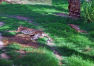 Abu Dhabi: Emirates Park Zoo