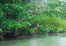 Filipíny: Bohol – Plavba po řece Loboc