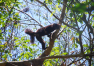 Madagaskar: Nosy Be – Lokobe Strict Reserve 