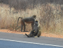 Keňa: Návštěva rezervace Tsavo West