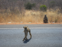 Keňa: Návštěva rezervace Tsavo West