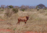 Keňa: Návštěva rezervace Tsavo East