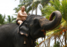 Srí Lanka: Hotelová slonice Monika