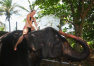 Srí Lanka: Hotelová slonice Monika