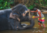 Srí Lanka: Prohlídka ostrova – sloní nemocnice Kegalla