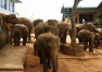 Srí Lanka: Prohlídka ostrova – sloní sirotčinec Pinnawala