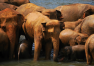 Srí Lanka: Prohlídka ostrova – sloní sirotčinec Pinnawala