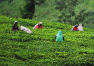 Srí Lanka: Prohlídka ostrova – čajová továrna