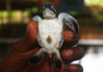 Srí Lanka: Prohlídka ostrova – želví farma Bentota